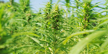 Aus Hanfstroh k�nnen unter anderem Papierverpackungen hergestellt werden.