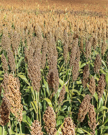 Sorghum ist auf heißen und dürregeplagten Standorten eine gute Alternative zu Mais.