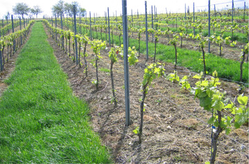 Mit dem Austrieb beginnen auch wieder die Ausbrecharbeiten sowie das St�mmchenputzen im Weinberg.