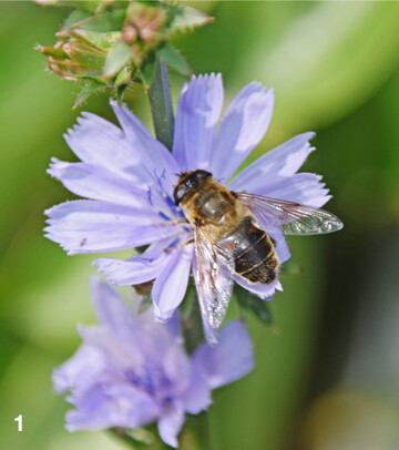 Bei der Bek�mpfung von Sch�dlingen helfen N�tzlinge wie die Schwebfliege.