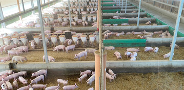 1 Die Mastschweine halten den Stallinnenbereich so sauber, dass diese Fl�chen nur alle 14 Tage entmistet werden m�ssen.