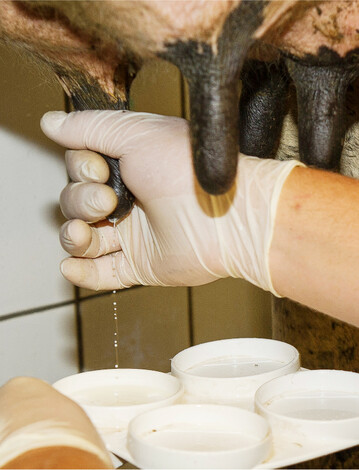 Wie steht es um die Eutergesundheit? Antworten darauf liefert ein Schalmtest der einzelnen Euterviertel.