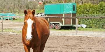 Den Anh�nger auf der Wiese abzustellen, kann den Holzboden angreifen. Besser man stellt den H�nger auf einen trockenen Untergrund. Ideal ist ein Unterstand.