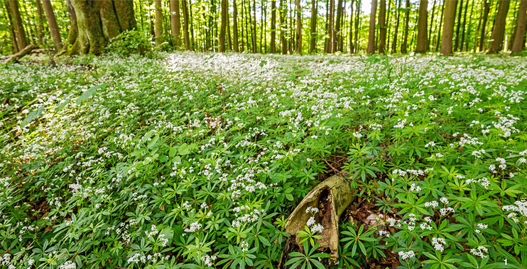 Waldmeister liebt halbschattige Bereiche, etwa unter lichten Laubb�umen.