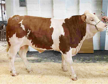 Hassium, Hiroto-Sohn aus der Z�chterfamilie Alfred Berger in Herbertingen-Mieterkingen, erzielte f�r den herausragenden Fleckvieh-Bullen einen Preis von 3200 Euro.