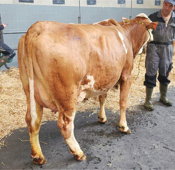 Die Spitzenjungkuh von Familie Kappes aus Bobstadt erl�ste 2820 Euro.