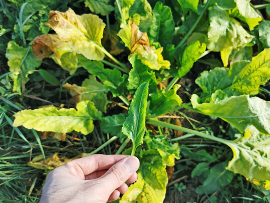 Asymmetrische Herzbl�tter und Chlorosen an den �lteren Bl�ttern sind typische SBR Symptome, hier im Oberen G�u.