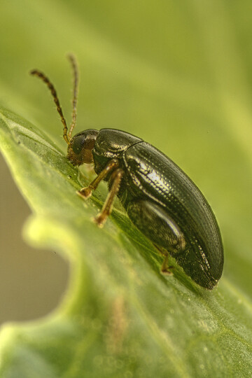 Ein Rapserdfloh im adulten Stadium.