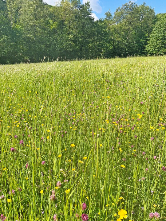 2 Ein Forschungsteam der Universit�t G�ttingen hat eine Meta-Analyse zum Mehrwert artenreicher Weiden f�r die Milchkuhhaltung durchgef�hrt.