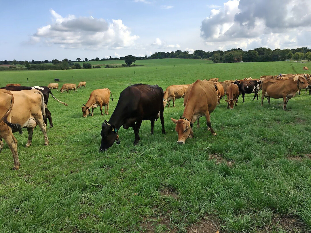 1 Frisches Gras, frische Luft und viel Bewegung: K�he profitieren von der Weidehaltung, genauso wie die Umwelt, wenn es sich um artenreiche Best�nde handelt.