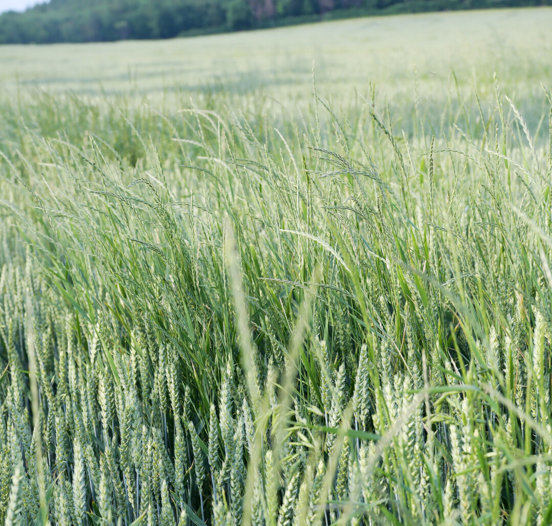Die Nahaufnahme eines Winterweizen-Feldes zeigt mehrere Halme des Weidelgrases zwischen der Hauptkultur. Die Bodenherbizide mit den Wirkstoffen Flufenacet, Prosulfocarb und Chlortoluron haben auch auf Weidelgräser bei entsprechender Bodenfeuchtigkeit im Vorauflauf eine gute Wirkung.
