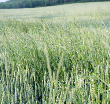 Die Nahaufnahme eines Winterweizen-Feldes zeigt mehrere Halme des Weidelgrases zwischen der Hauptkultur. Die Bodenherbizide mit den Wirkstoffen Flufenacet, Prosulfocarb und Chlortoluron haben auch auf Weidelgräser bei entsprechender Bodenfeuchtigkeit im Vorauflauf eine gute Wirkung.
