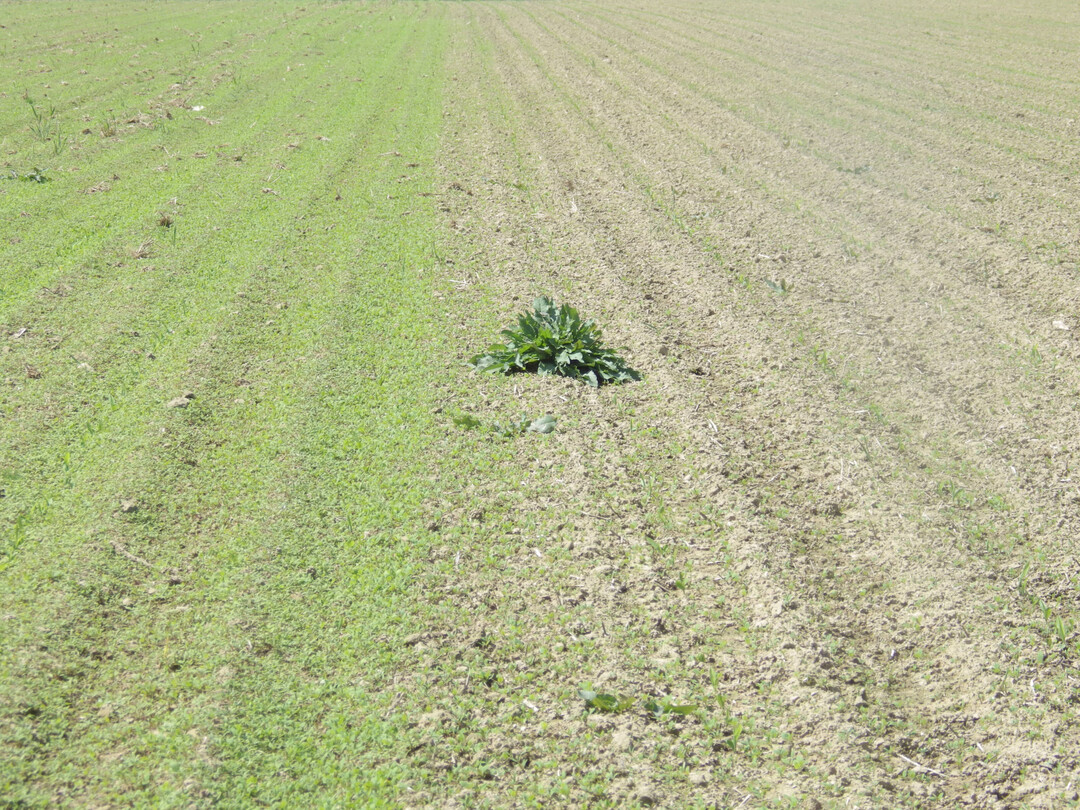Unterschiedliche Unkrautunterdrückung von Zwischenfrüchten; links Zwischenfruchtmischung V2, rechts Senf zur Maissaat 2024.