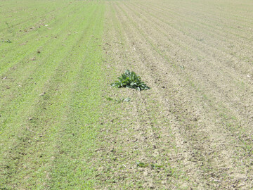 Unterschiedliche Unkrautunterdr�ckung von Zwischenfr�chten; links Zwischenfruchtmischung V2, rechts Senf zur Maissaat 2024.