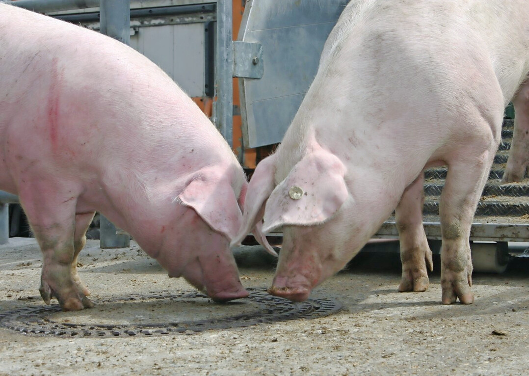 Schweinefleisch leidet unter schwacher Nachfrage. Die Preise geben nach.