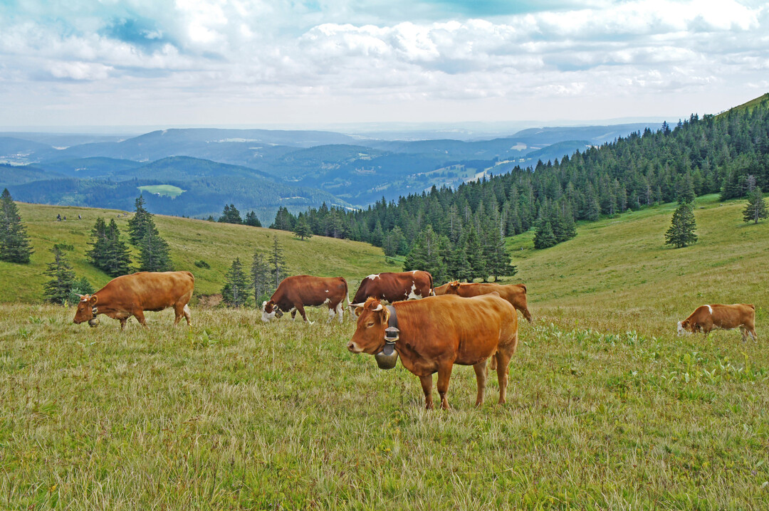 Zu Beginn des 20. Jahrhunderts verloren die Allmenden an Bedeutung. Im Schwarzwald gibt es neue Bestrebungen f�r eine gemeinsame Weidehaltung.