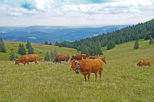 Zu Beginn des 20. Jahrhunderts verloren die Allmenden an Bedeutung. Im Schwarzwald gibt es neue Bestrebungen f�r eine gemeinsame Weidehaltung.