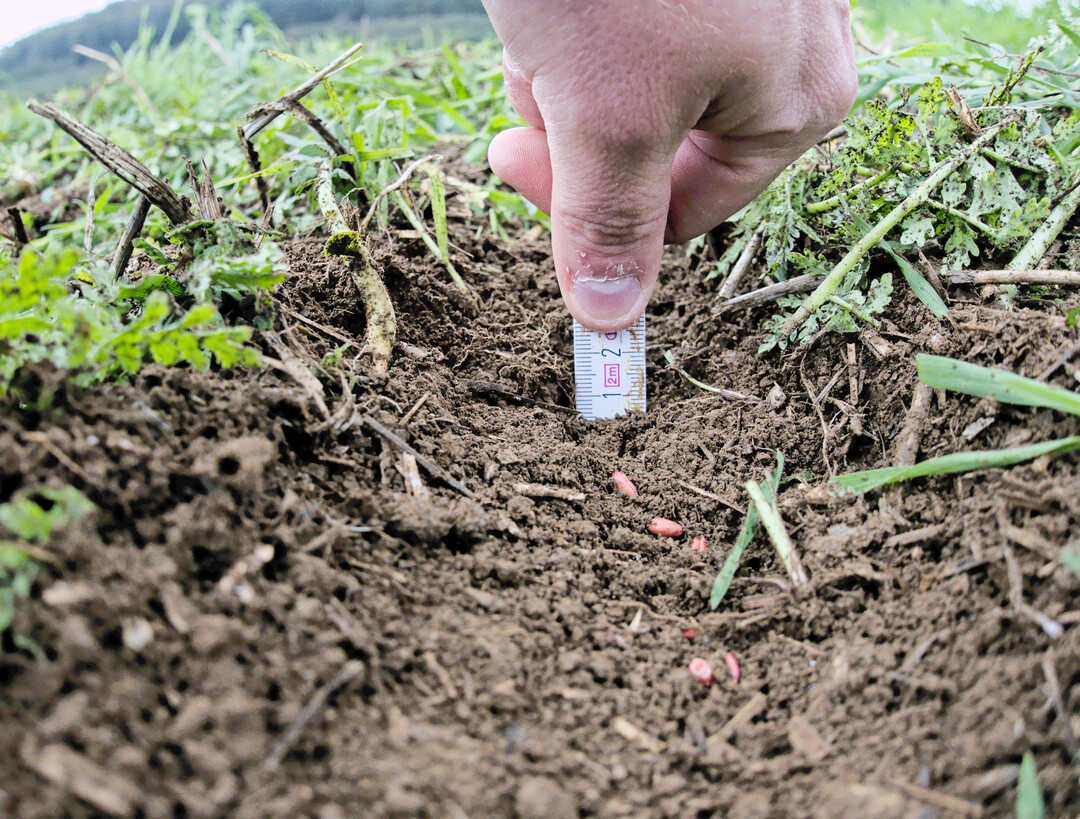 Die passende Ablagetiefe ist entscheidend für eine optimale Jugendentwicklung des Winterweizens.