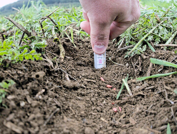 Die passende Ablagetiefe ist entscheidend f�r eine optimale Jugendentwicklung des Winterweizens.