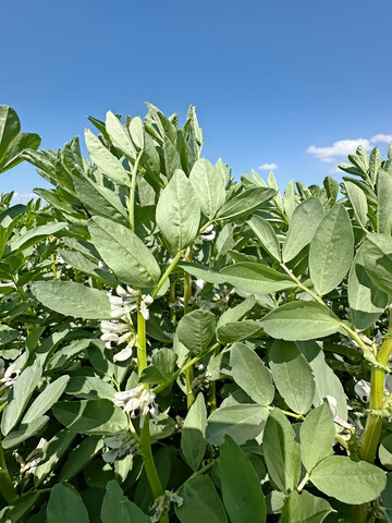Die �kologischen Landessortenversuche werden in Hohenheim und Forchheim am Kaiserstuhl durchgef�hrt.