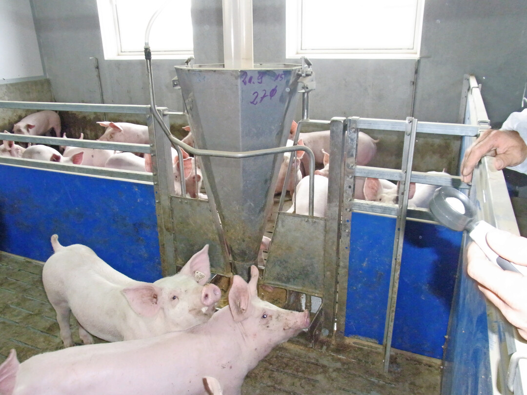 Wie eine Studie aus Wien zeigt, k�nnten Stubenfliegen als �bertr�ger von MRSA fungieren.                                             