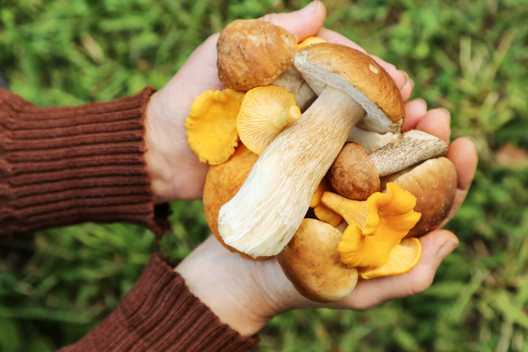 In �blichen Mengen verzehrte Wildpilze sind aus Sicht des Strahlenschutzes unbedenklich.