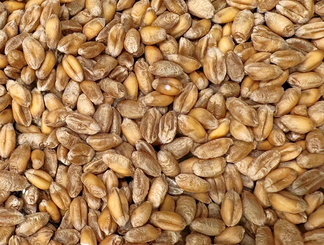 Die Weltmarktpreise f�r Weizen gingen im September 2025 den dritten Monat in Folge zur�ck. 