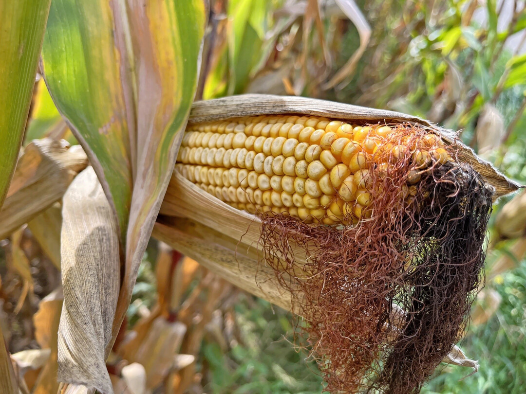 Die Körnermais-Erträge im Rheintal fallen 2025 insgesamt leicht überdurchschnittlich aus, wobei die Streuung relativ groß ausfällt