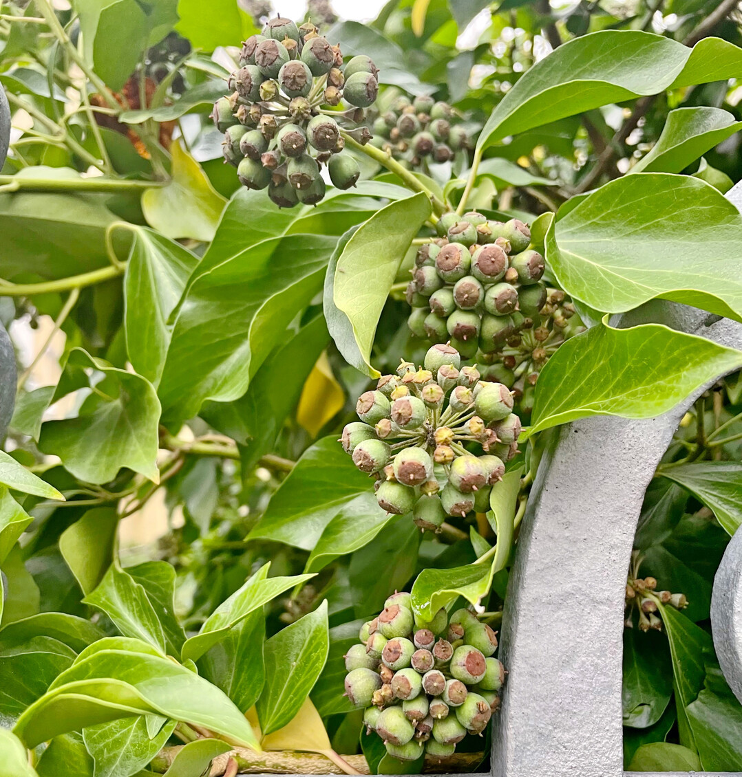 Efeu dient nicht nur zur schnellen Begrünung, sondern bietet auch Lebensraum und Nahrung für Vögel und Insekten.