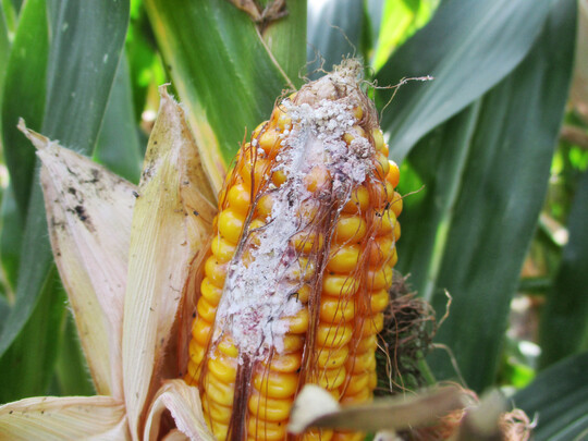 Die Maiszünslerlarve frisst sich häufig durch den Maiskolben und führt zu Infektionen mit Fusariumpilzen.