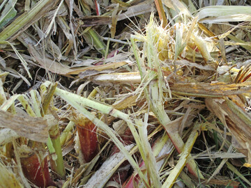 Das sorgf�ltige Zerkleinern und Auffasern der Maisstoppel zerst�rt die Maisz�nslerlarven in der Stoppel und f�rdert die Strohrotte.