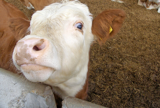 Ein Hinterw�lder-Rind.