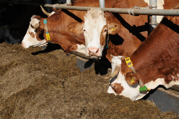 Milchk�he im Laufstall.