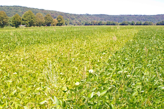 Ist die Impfung nicht gelungen oder waren die Impfmittel überlagert, fehlt den Sojabohnen der Stickstoff.