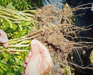 Das LTZ Augustenberg testet regelm��ig Mittel auf Kn�llchenbildung und Ertrag. Bew�hrte Pr�parate finden sich in den LTZ-Ergebnisberichten.