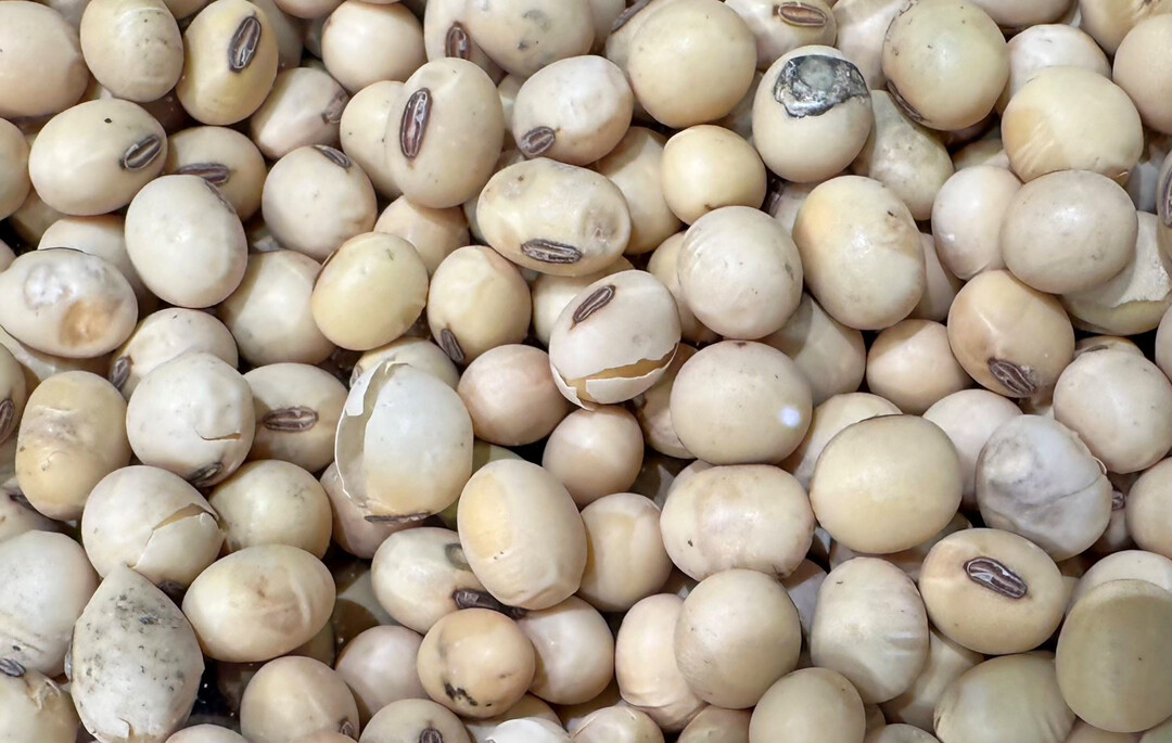 Nach vorl�ufigen Angaben des Statistischen Bundesamtes wurden 134.300 Tonnen Sojabohnen geerntet. Das entspricht einem Plus von gut 2.500 Tonnen gegen�ber dem Vorjahr. 