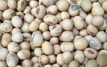 Nach vorl�ufigen Angaben des Statistischen Bundesamtes wurden 134.300 Tonnen Sojabohnen geerntet. Das entspricht einem Plus von gut 2.500 Tonnen gegen�ber dem Vorjahr. 