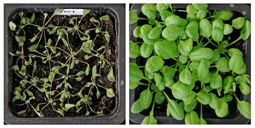 Wildtyp (links) und gentechnisch verbesserte 
<i>Arabidopsis</i>
-Pflanze (rechts) nach Trockenstress.