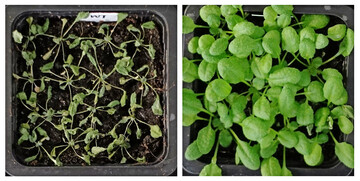 Wildtyp (links) und gentechnisch verbesserte 
<i>Arabidopsis</i>
-Pflanze (rechts) nach Trockenstress.