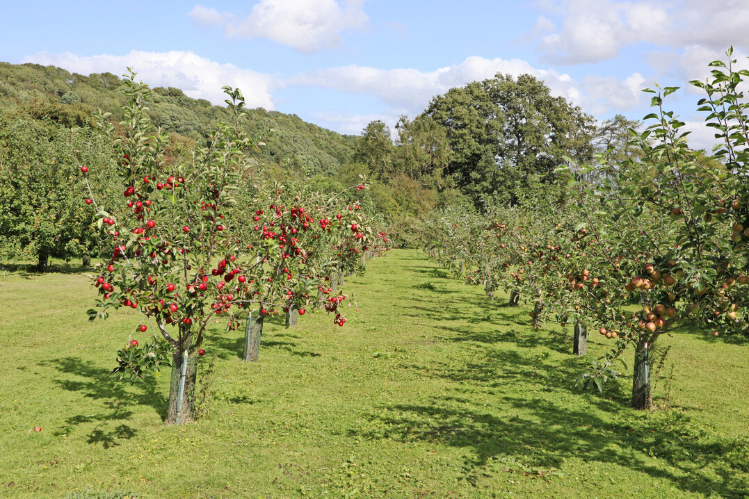 Junge B�ume in der Apfelanlage von Ampleforth Abbey. Sie wird nach und nach verj�ngt.