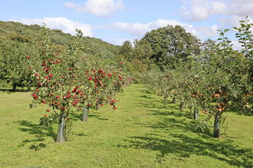 Junge B�ume in der Apfelanlage von Ampleforth Abbey. Sie wird nach und nach verj�ngt.