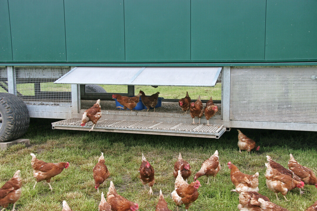 Die Vogelgrippe ist in einem gr��eren Nutzgefl�gelbestand in Baden-W�rttemberg ausgebrochen. Laut Minister Peter Hauk, MdL, haben jetzt konsequente Biosicherheitsma�nahmen allerh�chste Priorit�t.