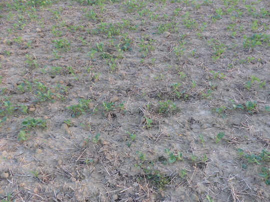 Normalsaat im September ebenfalls im Gondelsheim circa 300 m vom der Frühsaat entfernt (Landkreis Karlsruhe, Aufnahme am 18. Oktober 2025); der Rapsbestand ist durch starken Befall mit Rapserdfloh stark geschädigt.