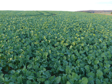 Fr�hsaat in der zweiten Augusth�lfte in Gondelsheim (Landkreis Karlsruhe, Aufnahme am 18. Oktober 2025).