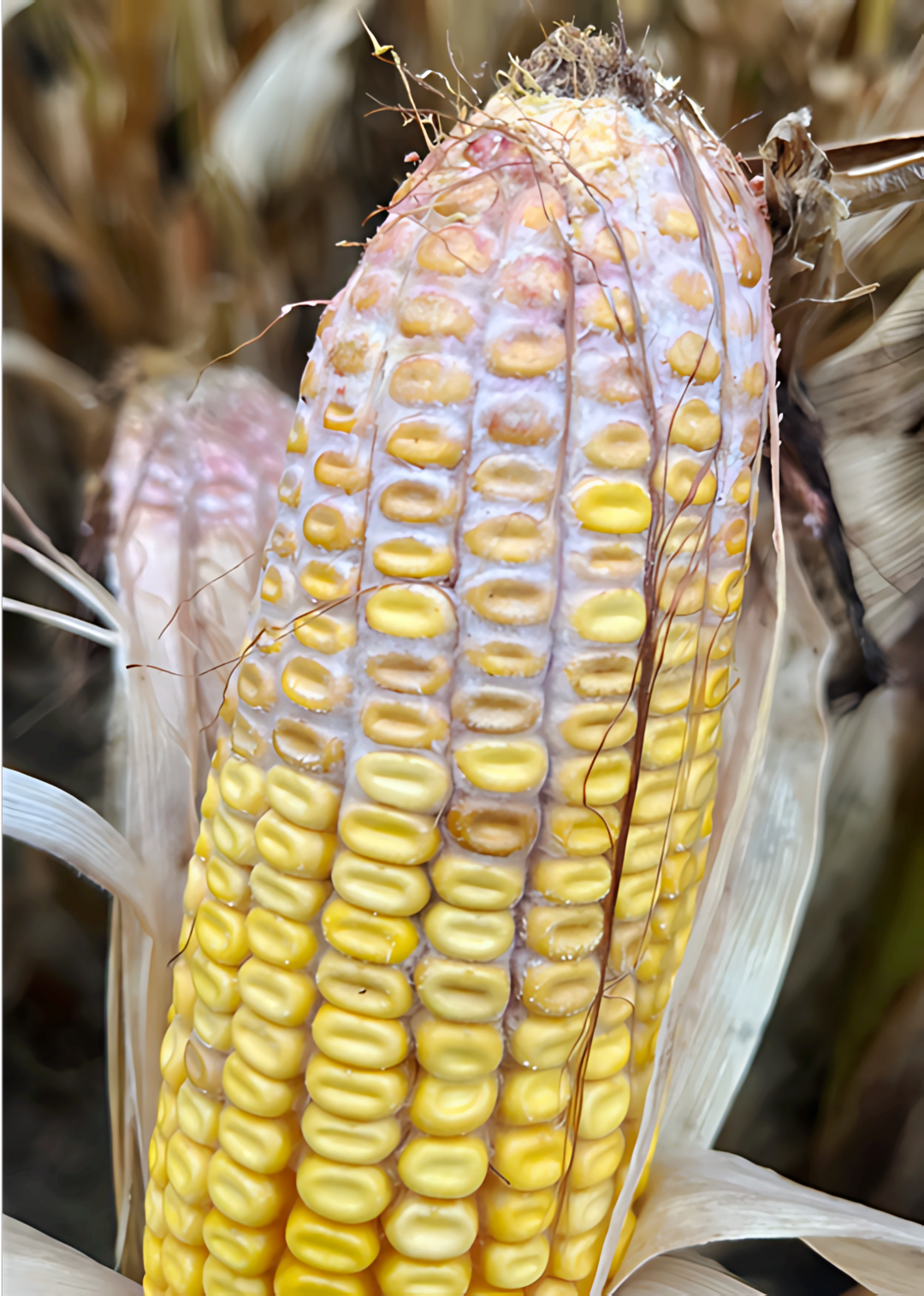 Infektion mit Fusariumpilzen (r�tlich-wei�er Belag)