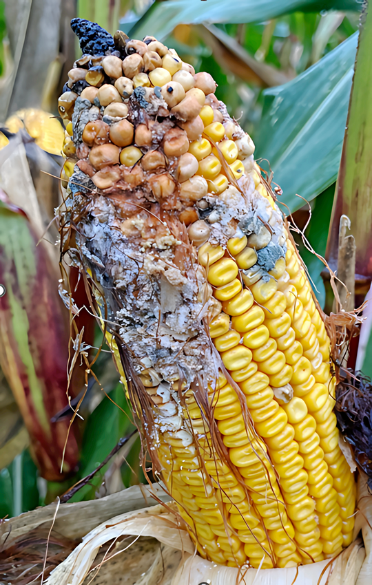 Mischinfektion mit Fusarium- und Trichoderma-Arten