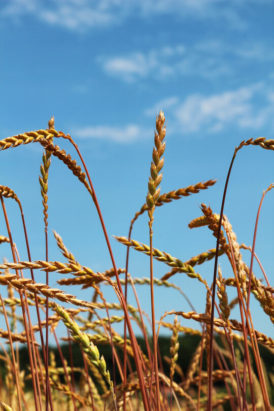 Der Dinkelmarkt ist schwankungsanf�llig. Mangels einwandfreier Ware stehen die Preise derzeit aber nicht unter Druck. 