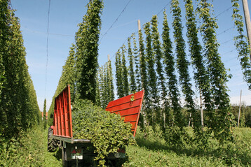 Der Hopfenanbau ist ab kommenden Jahr ebenfalls über das Förderprogramm Mehrgefahrenversicherung absicherbar.