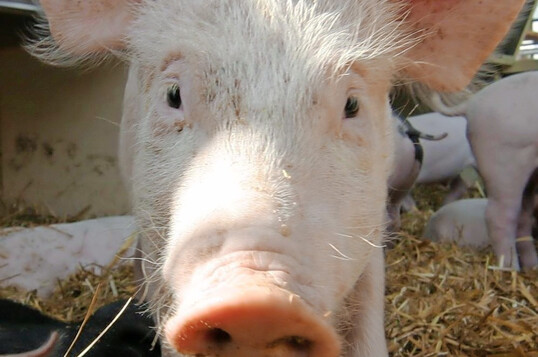 Infolge der MKS-Bek�mpfung in Deutschland kauft S�dkorea wieder Schweinefleischprodukte in der BRD. 