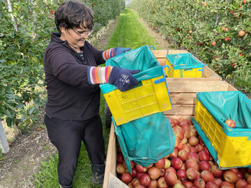Angespannter Obstmarkt: Nach einer guten Vermarktungskampagne im Vorjahr wachse der Druck am Markt und das, obwohl die europäische Ernte nicht wesentlich höher sei.